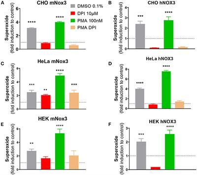 Development and in vivo validation of small interfering RNAs targeting NOX3 to prevent sensorineural hearing loss